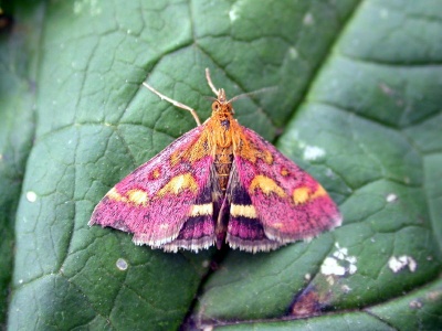 Pyrausta purpuralis (probable) - Kenneth Noble